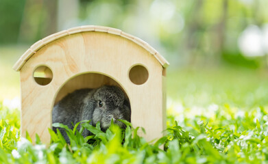 rabbit, bunny pet with blur background, animals
