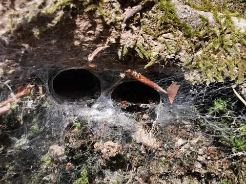 Spinnenbau der Erdspinne im Waldboden in Nahaufnahme