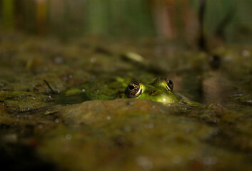 Green frog in swamp water - 514771621