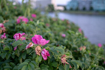 Fototapeta na wymiar wild rose flowers near river in Riga town Latvia
