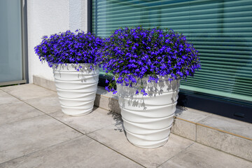 Lobelia erinus or Edging lobelia or Garden lobelia with fine blue flowers, the most popular seasonal balcony plant - obrazy, fototapety, plakaty