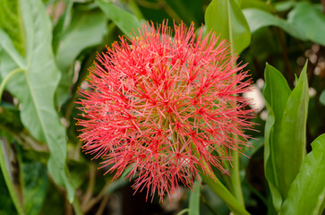the red blood lily or blood flower is blooming in the herb garden