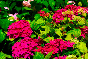 Red Hydrangea macrophylla, commonly referred to as bigleaf hydrangea, is one of the most popular landscape shrubs owing to its large mophead flowers.