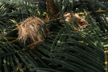 bird's nest on the pine tree