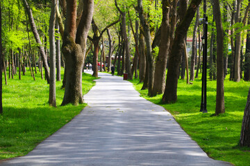 forest road in the lush forest in istanbul emirgan