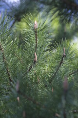 Obraz premium pine tree branches