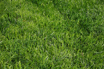 grass that has been planted seasonally and is newly green. new crop grass