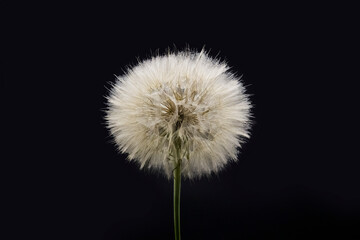 Big beautiful white fluffy dandelion isolated on black background.