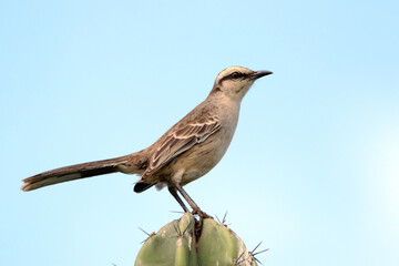 Chalk-browed Mockingbird (Mimus saturninus) isolated, perched on top of a cactus against a blue sky