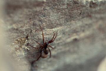 Spinne