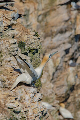 Gannet taking off