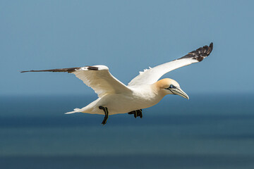 Gannet in flight