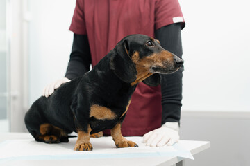 Veterinarian doctor makes a medical examination of a dachshund puppy dog on examination in a...