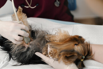 Veterinarian doctor makes an ultrasound of a Yorkshire terrier puppy dog on examination in a...