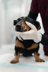 Veterinarian doctor makes a medical examination of a dachshund puppy dog on examination in a veterinary clinic. Old dachshund.