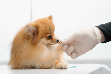 Veterinary clinic: veterinary doctor feeding dog Yorkshire terrier