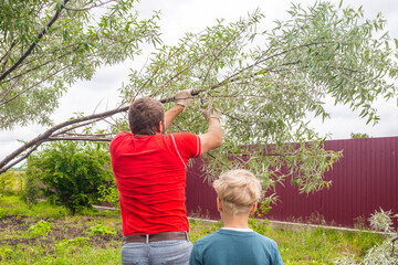 Father and son are working in the garden. A man saws off a branch on a tree. Spring tree pruning - obrazy, fototapety, plakaty