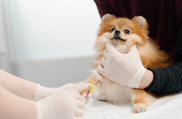 A veterinarian doctor makes an injection, inserts a catheter in a spitz dog on examination in a...