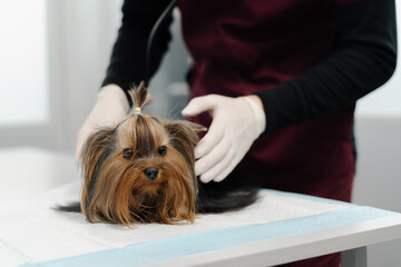 Dog puppy Yorkshire terrier on examination in a veterinary clinic. Puppy health checkup.