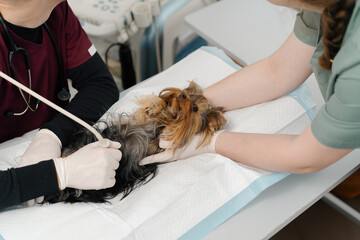 Veterinary clinic: veterinary doctor makes an ultrasound for a dog Yorkshire Terrier