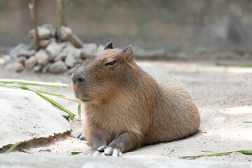 Close up Cute Capybara