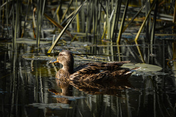 The duck swimming between water green grass. Wild wigeon in nature.