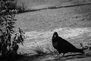 A lonely pigeon walking on street asphalt at the park in summer sunny day, close up.
