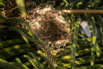 house of  bird on to tree