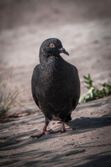 A lonely pigeon walking on street asphalt at the park in summer sunny day, close up.