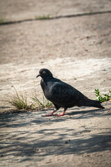 A lonely pigeon walking on street asphalt at the park in summer sunny day, close up.