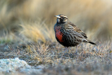A long-tailed meadowlark (Leisted loyca) on grass, natural habitat.  Mountains of Argentina