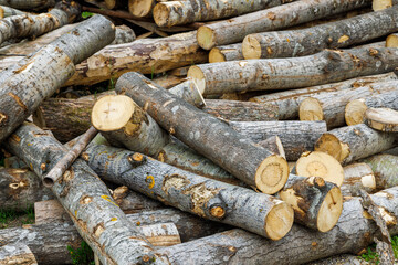 unpeeled aspen logs laid on the ground before become an rustic wooden house at daylight, close-up...