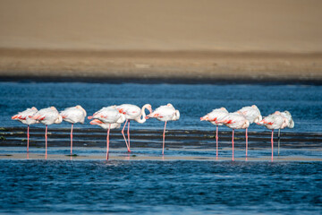 Group of pink flamingos at Walvis Bay in Arika Namibia
