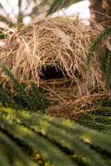 birds nest on top of pine tree. animal wild life photo concept