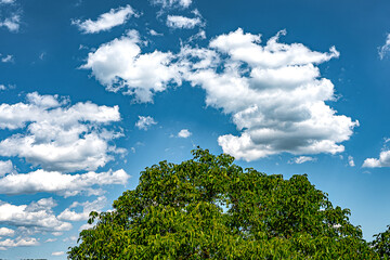 Looking out of the window over the top of a tree into a blue sky with white clouds