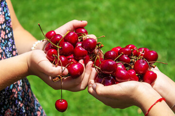 A child harvests cherries in the garden. Selective focus.