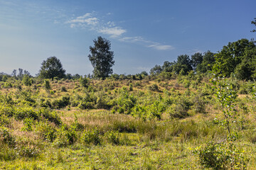 View across a meadow to the edge of the forest