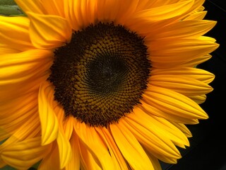 Sunflower close up