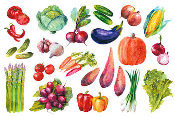 Watercolor vegetables. Collection of various vegetables for the menu on a white background