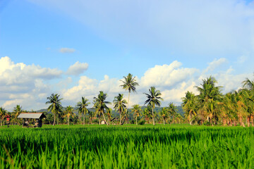 The vast expanse of beautiful rice fields with coconut trees in the middle of the rice fields, small cottages for resting and clear blue skies give an extraordinary impression.