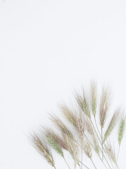 Yellow and green ears of corn on a white, pastel background. Flat lay, top view, square.