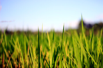 Young rice plants in the middle of green rice fields with a bright blue sky.