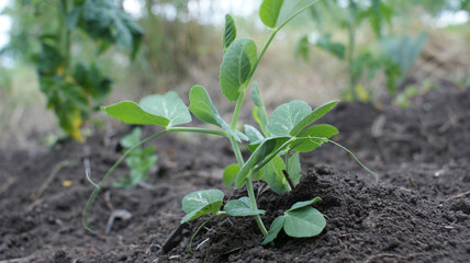 Sprouted leaves, shoots of peas in the garden
