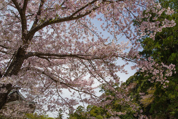 早春の天野山金剛寺（大阪府河内長野市）