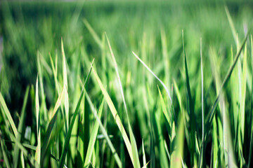 Fototapeta na wymiar Young rice plants in the middle of green rice fields with a bright blue sky.