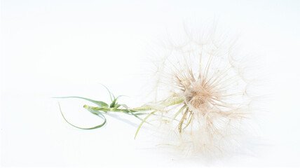 Airy dandelion flower isolated on white background. Flat lay, top view.
