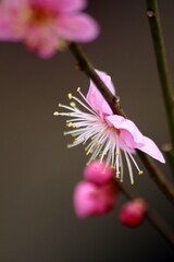 北野天満宮