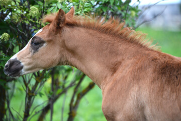   portrait of chestnut foal posing at nice  garden . cloudy day