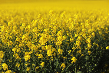 Fototapeta premium Flowering, bright yellow oilseed rape, Brassica napus, field. Spring on a farm. Agriculture.