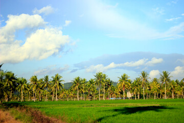 Fototapeta na wymiar The vast expanse of beautiful rice fields with coconut trees in the middle of the rice fields, small cottages for resting and clear blue skies give an extraordinary impression.